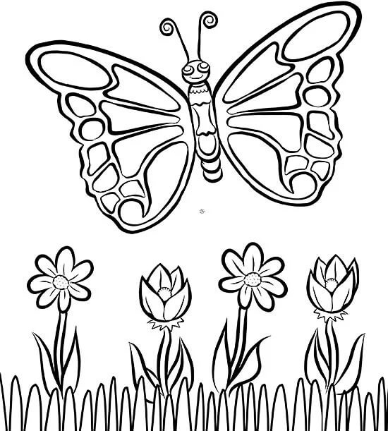 Mariposa Básica