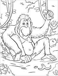 Orangután Comiendo Plátano