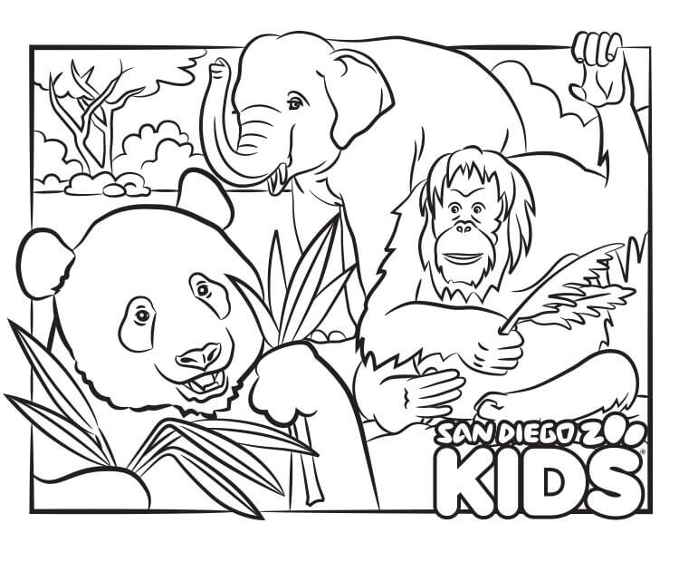 Orangután, Panda y Elefante