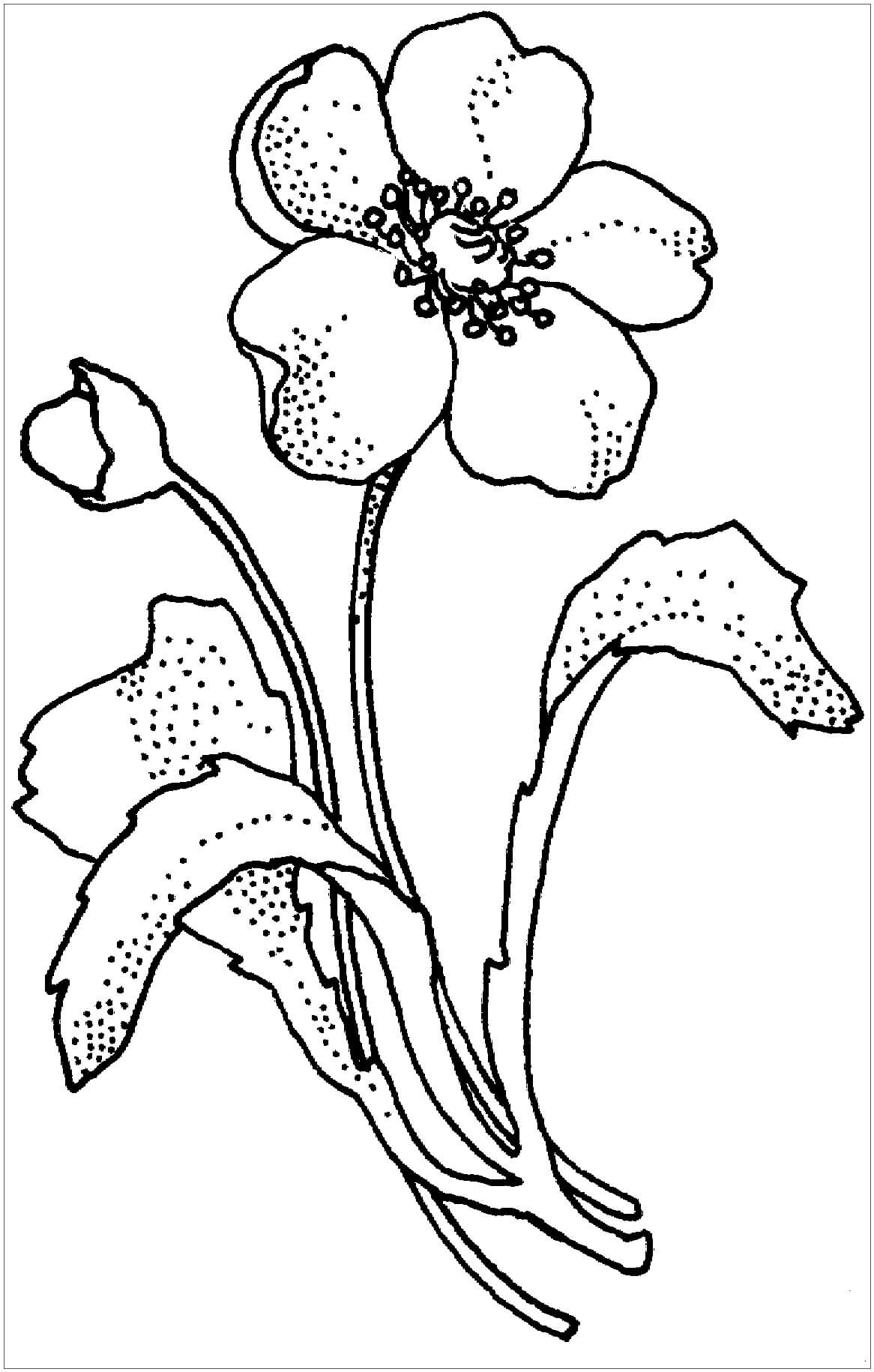 Papaveraceae Amapola Flor