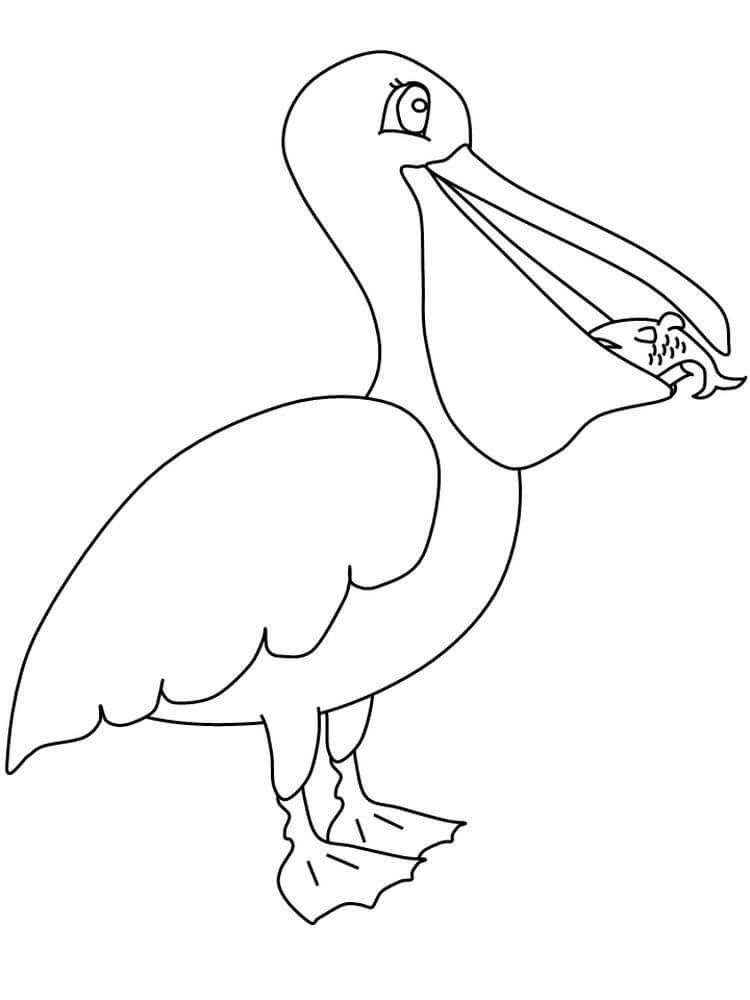 Pelican Comiendo Pescado