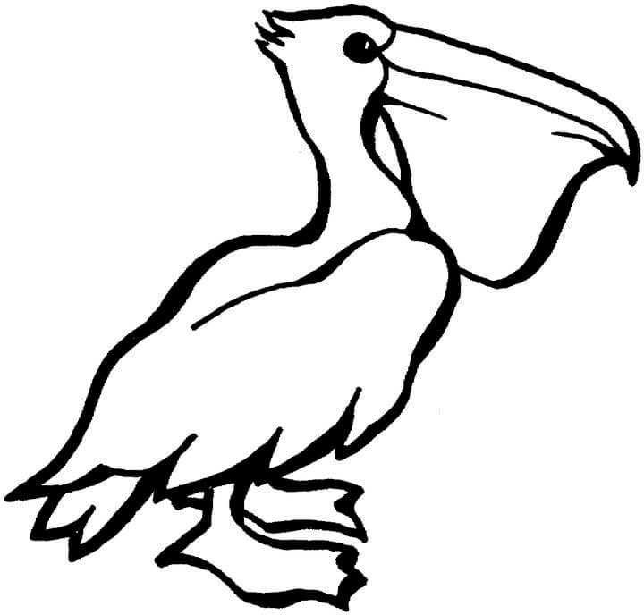 Pelican Dibujo
