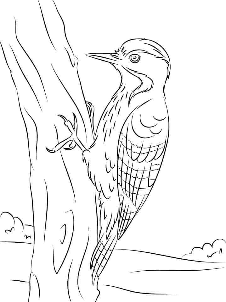 Pájaro Carpintero de Pecho Fulvous