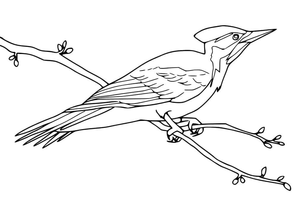 Pájaro Carpintero en una Rama