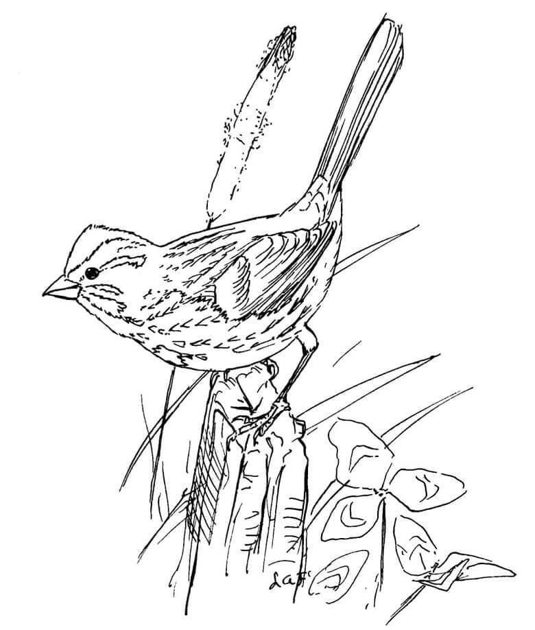 Pájaro Gorrión