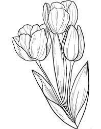 Ramo de Tulipanes