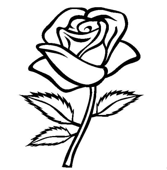 Rosa Normal para colorear, imprimir e dibujar –ColoringOnly.Com