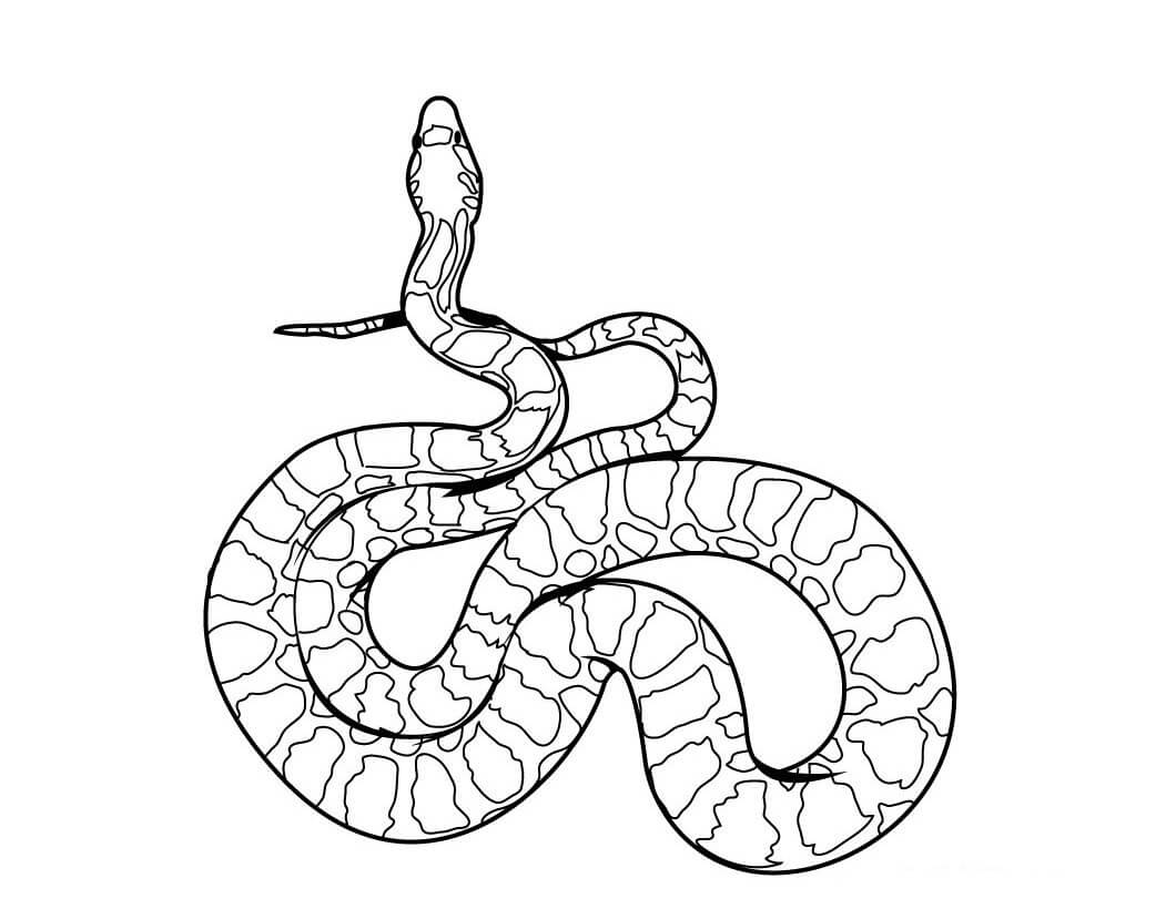 Serpiente Sencilla