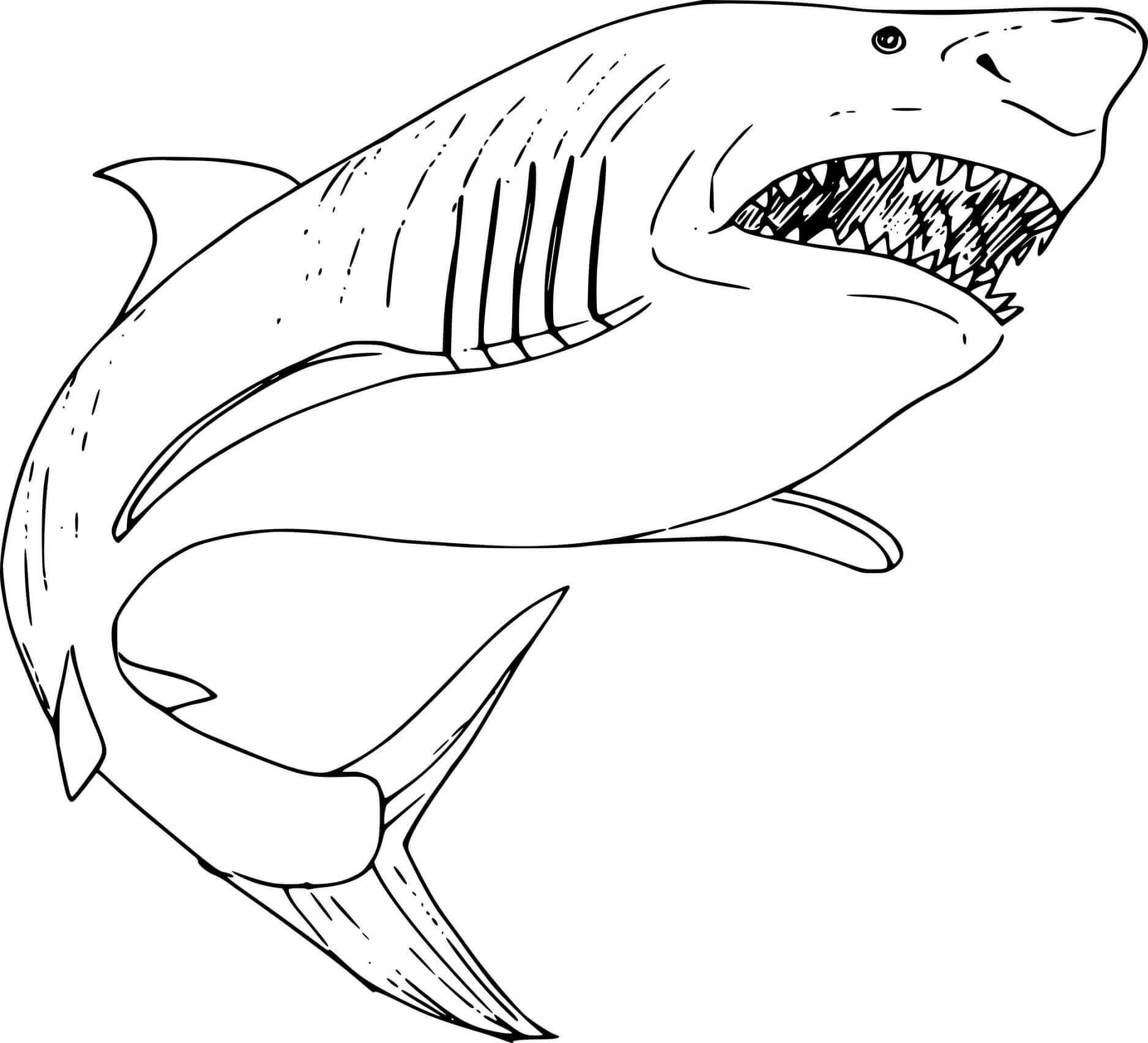 Tiburón Megalodón Grande para colorear, imprimir e dibujar
