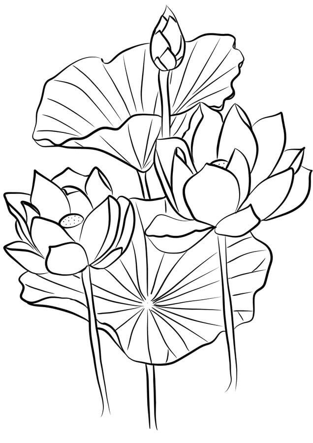 Tres Lotus