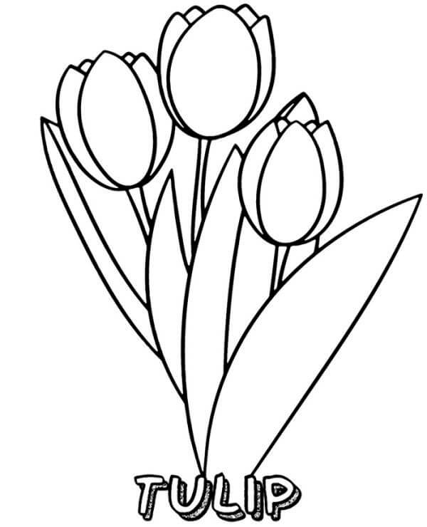 Tulipán Básico