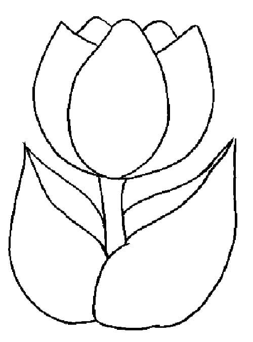 Tulipán Fácil