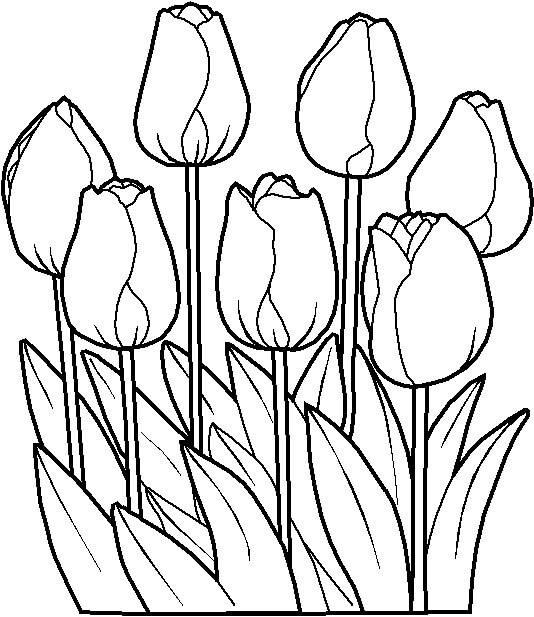 Tulipán `Perfecto