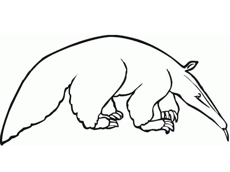 Un oso Hormiguero Normal
