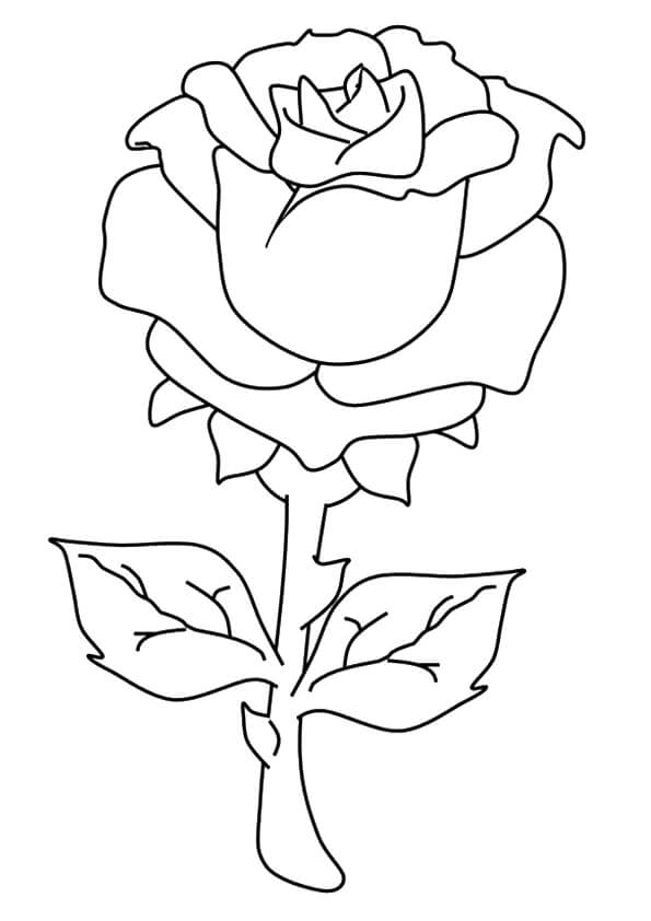 Una Rosa para colorear, imprimir e dibujar –ColoringOnly.Com