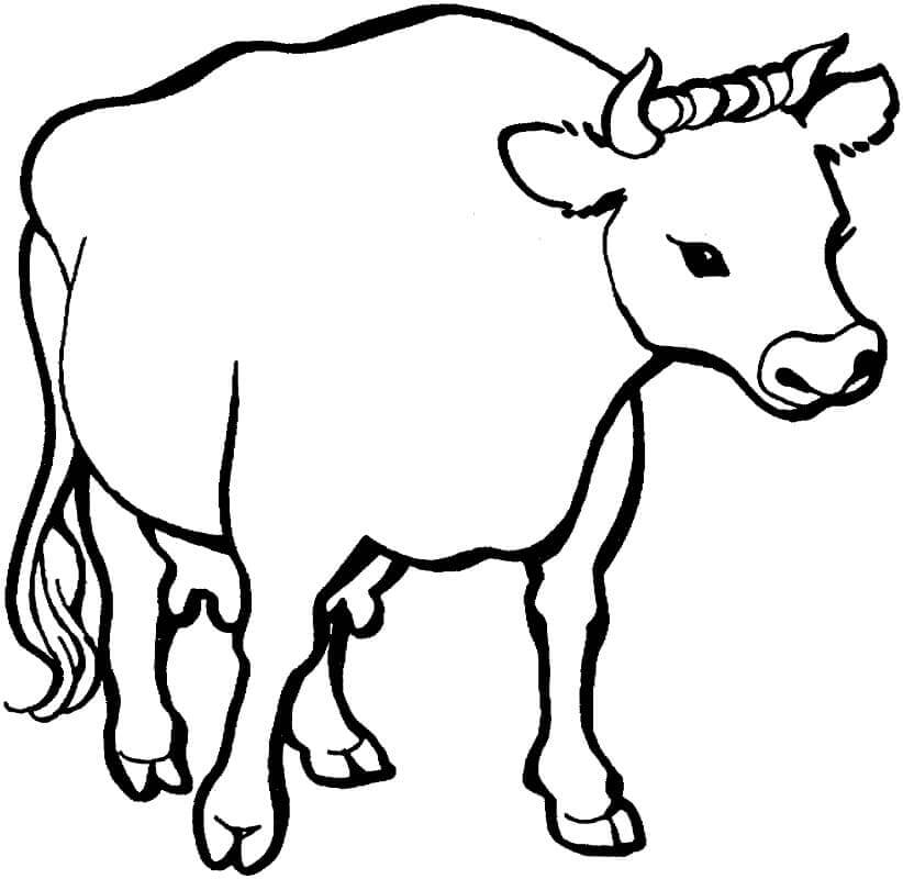 Una Vaca