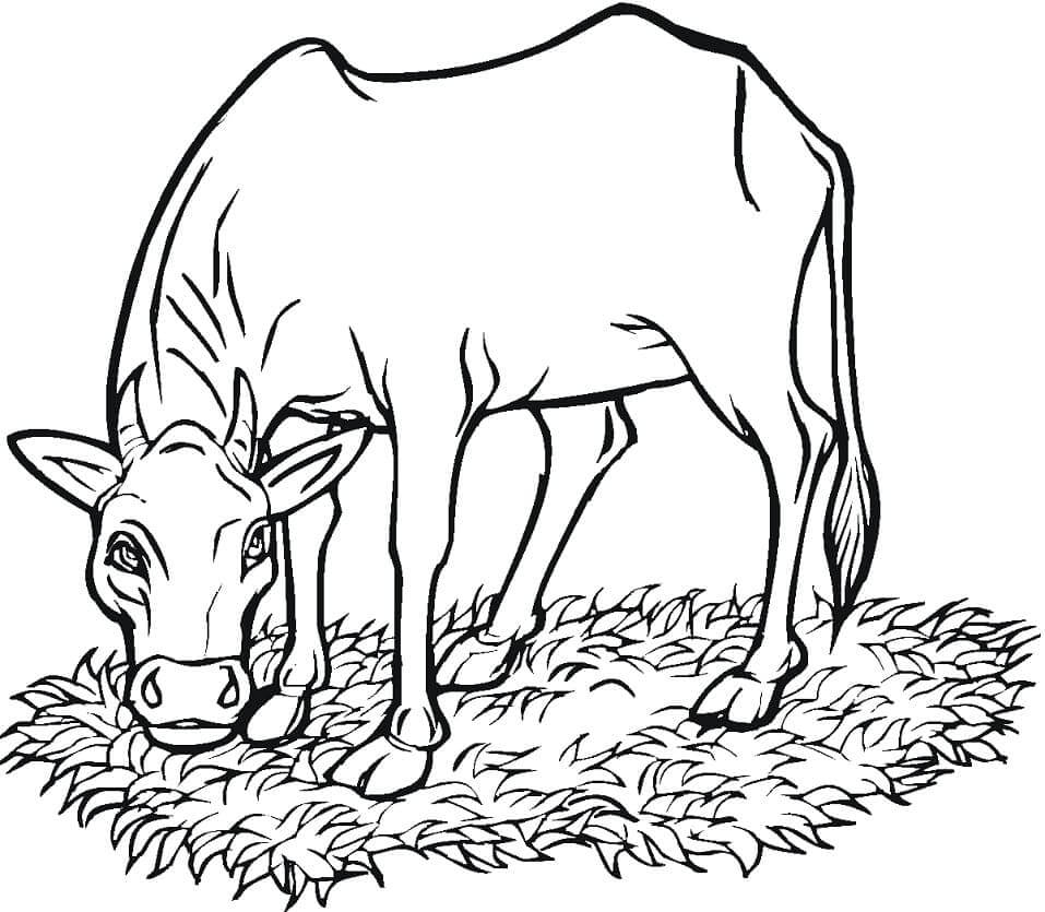 Vaca Comiendo Hierba