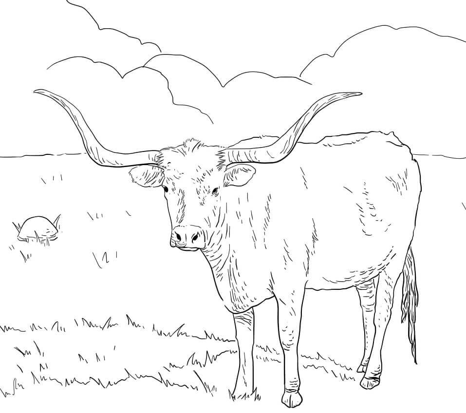 Vaca Texas Longhorn