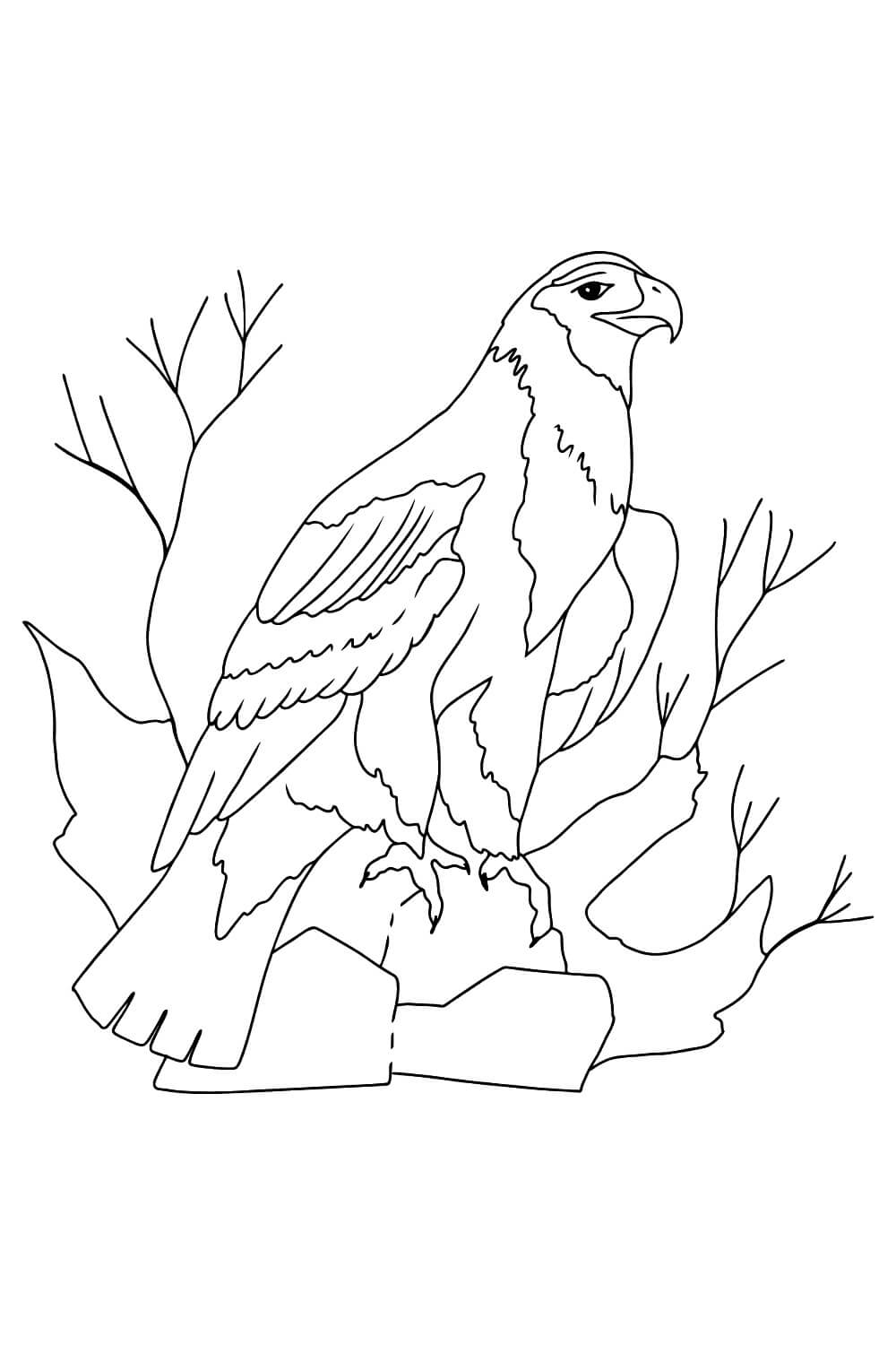 Águila Adorable para colorear, imprimir e dibujar –