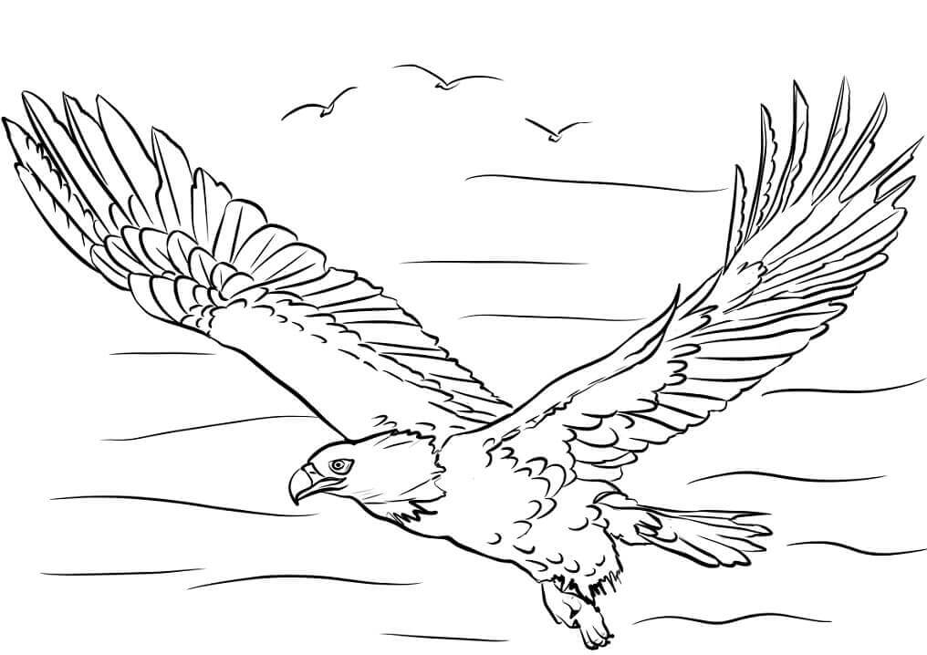 Águila Volando para colorear, imprimir e dibujar –