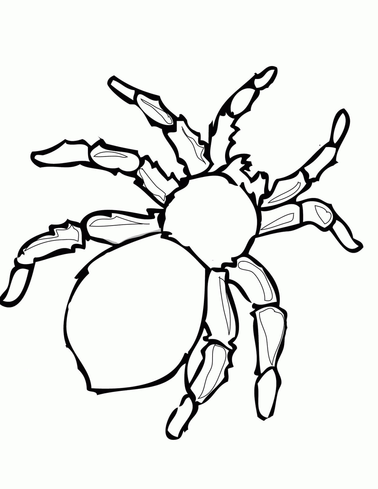 Dibujos de Araña para colorear e imprimir– 