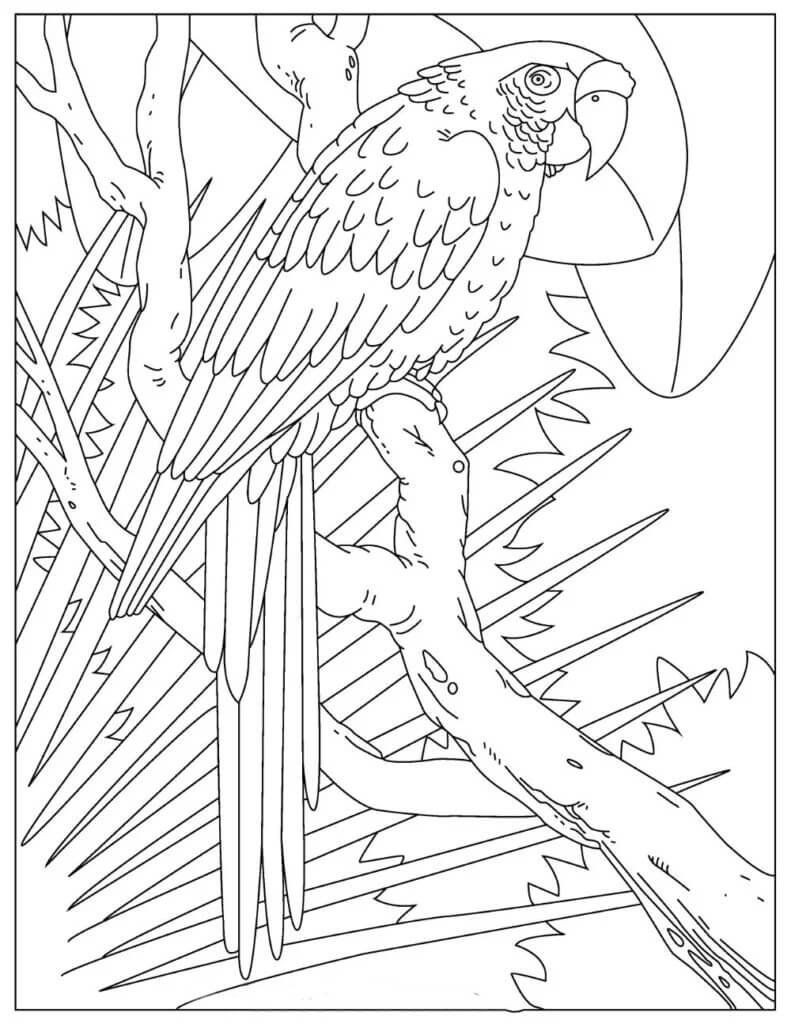 Loro Básico en Árbol para colorear, imprimir e dibujar –ColoringOnly.Com