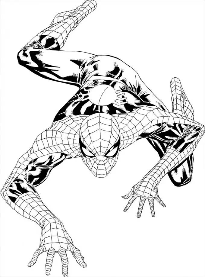 Simpático Hombre Araña Escalada para colorear imprimir e dibujar ColoringOnly Com