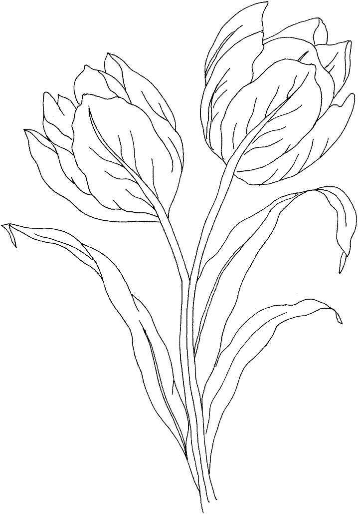 Fleur de Tulipe