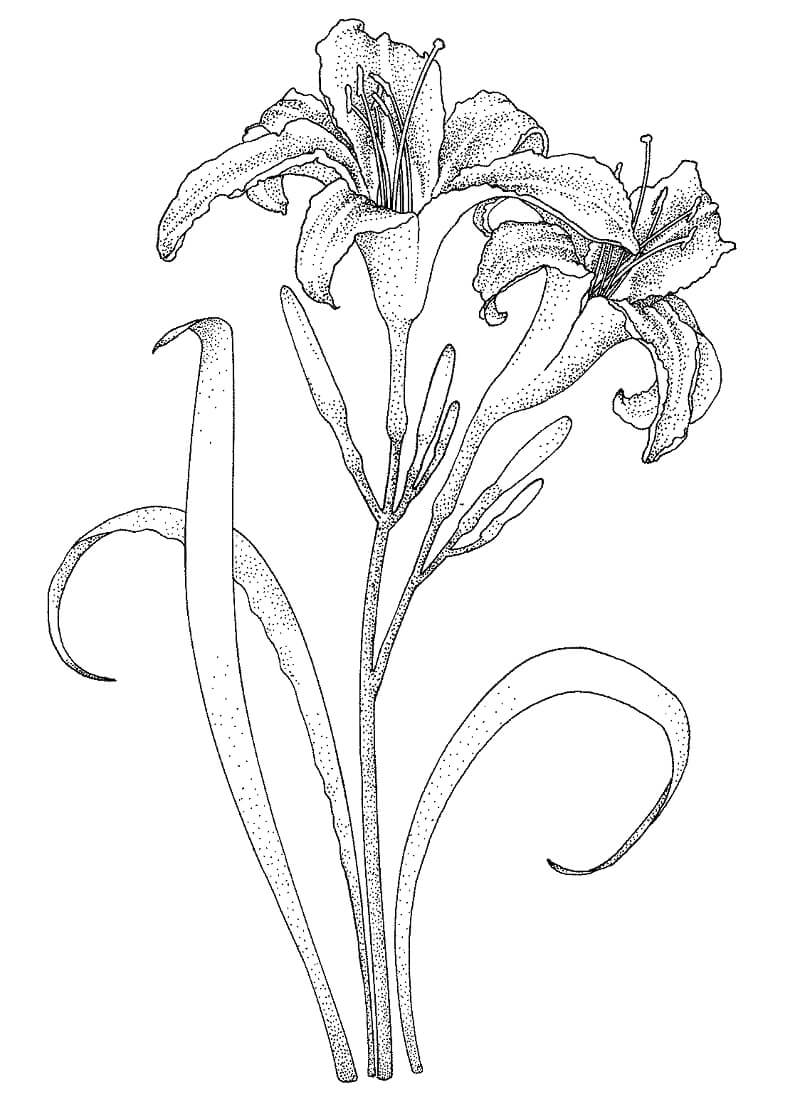 Tige de lys avec deux fleurs