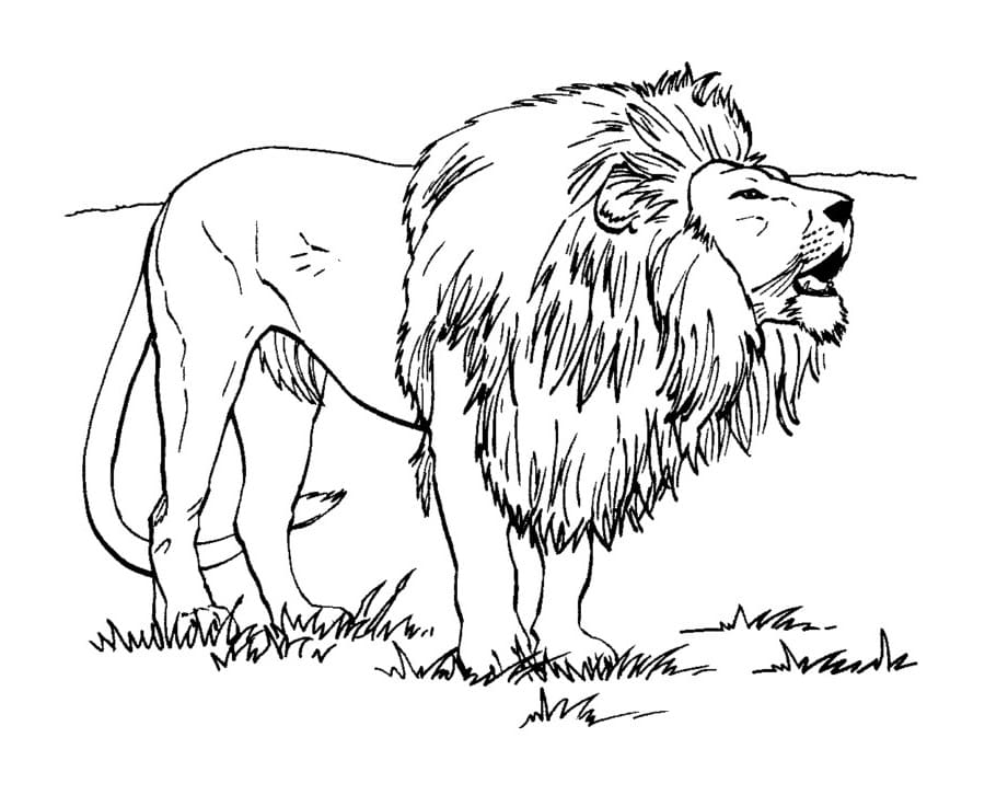 Lion à l'état sauvage