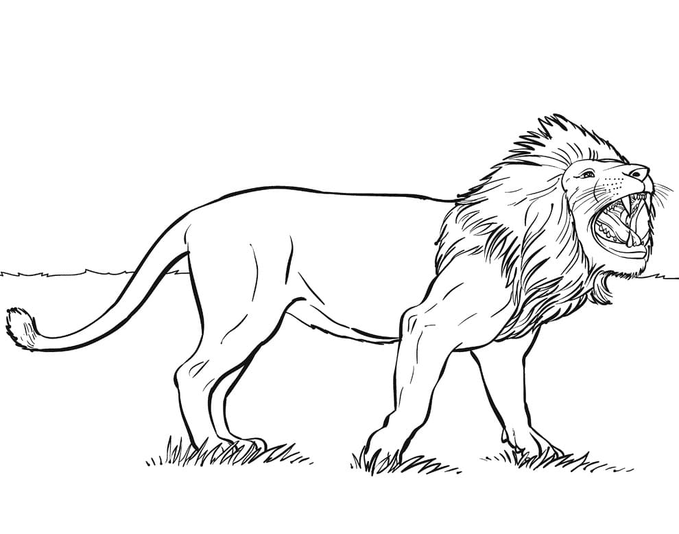 Lion Rugissant