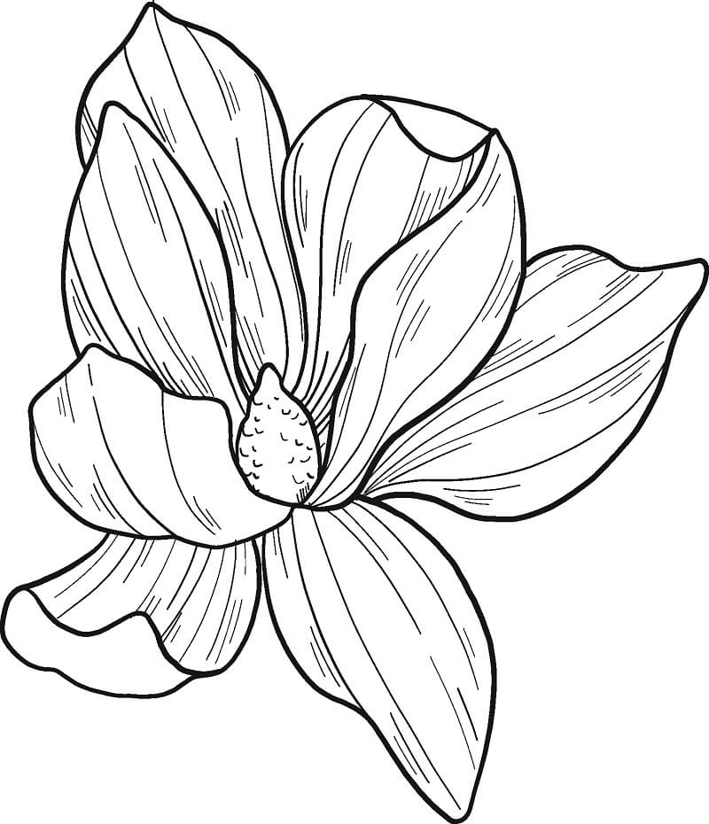 Fleur de Magnolia 1