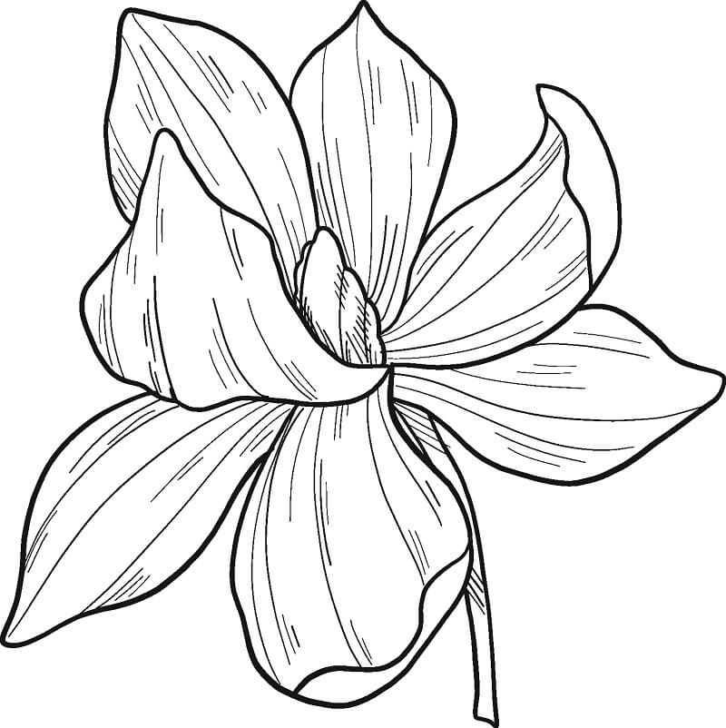 Fleur de Magnolia 10
