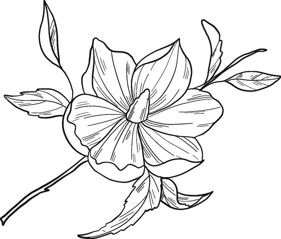Fleur de Magnolia 11