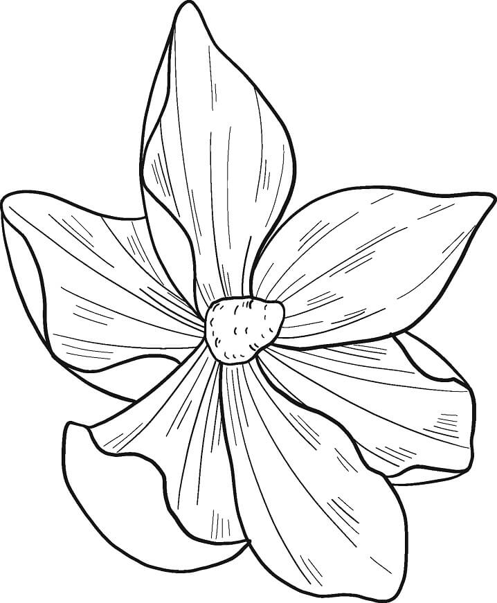 Fleur de Magnolia 12