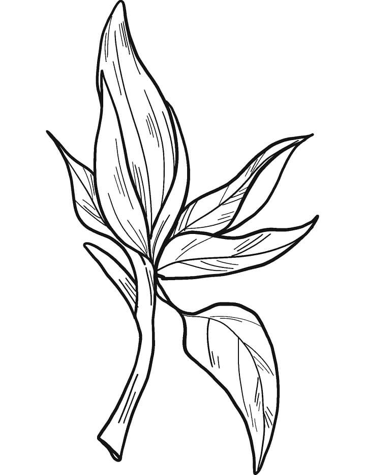 Fleur de Magnolia 13