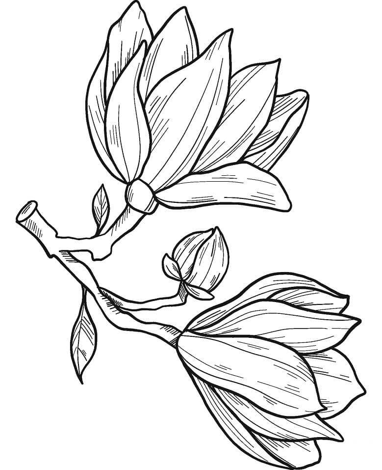 Fleur de Magnolia 14