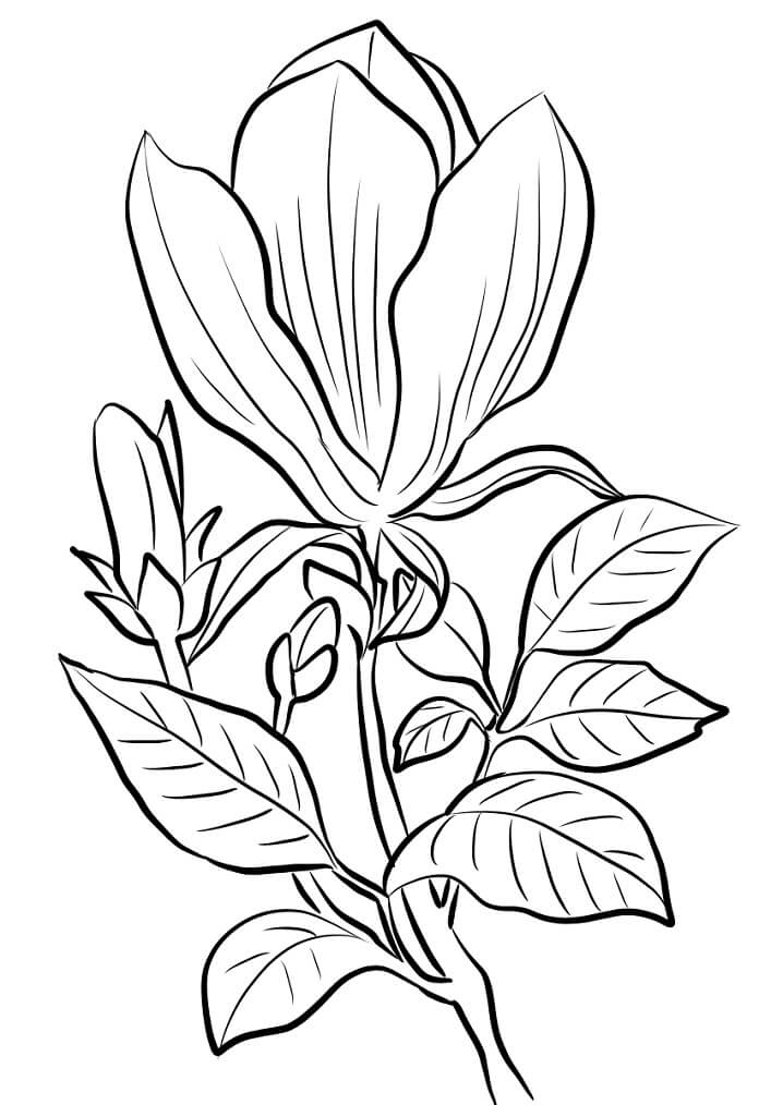 Fleur de Magnolia 16