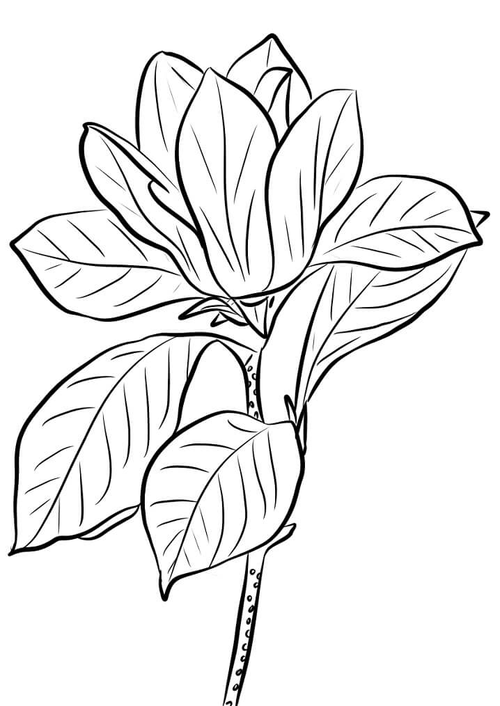 Fleur de Magnolia 17