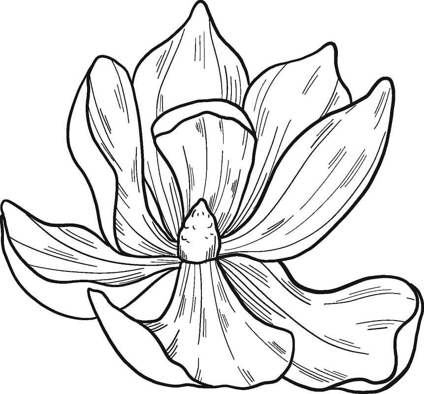 Fleur de Magnolia 2
