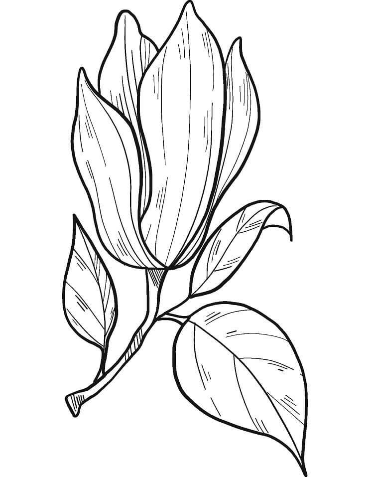 Fleur de Magnolia 3
