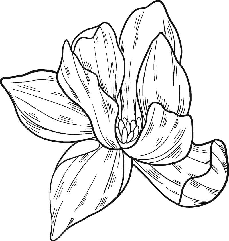 Fleur de Magnolia 4