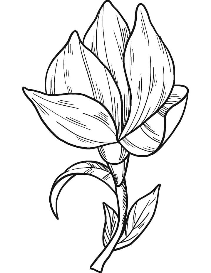 Fleur de Magnolia 6
