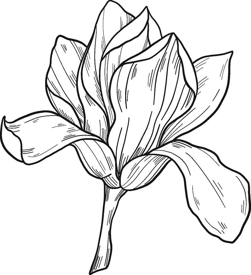 Fleur de Magnolia 9
