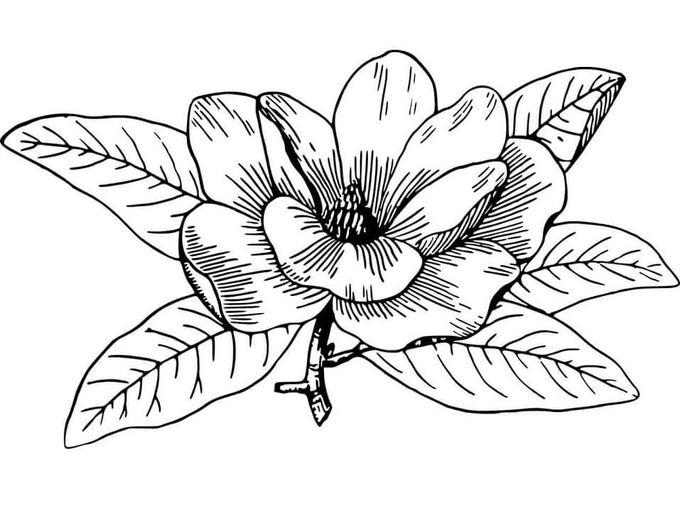 Fleur de Magnolia