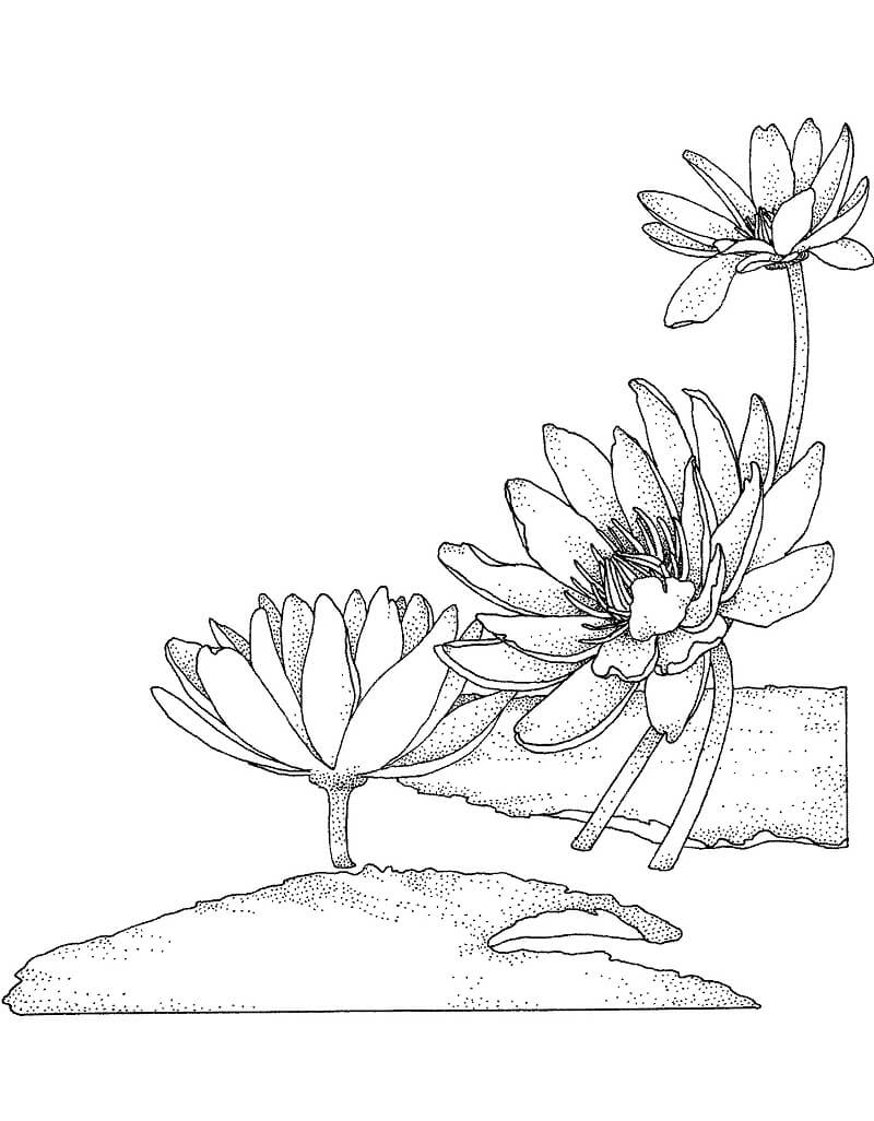 Fleur de Nénuphar 3