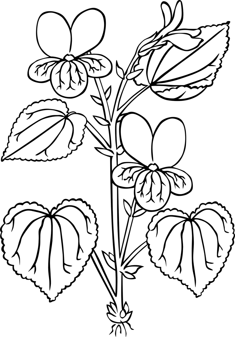 Fleur de Violettes 6