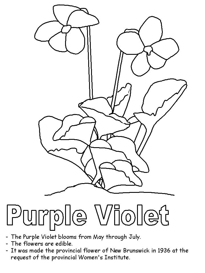 Fleur de Violettes