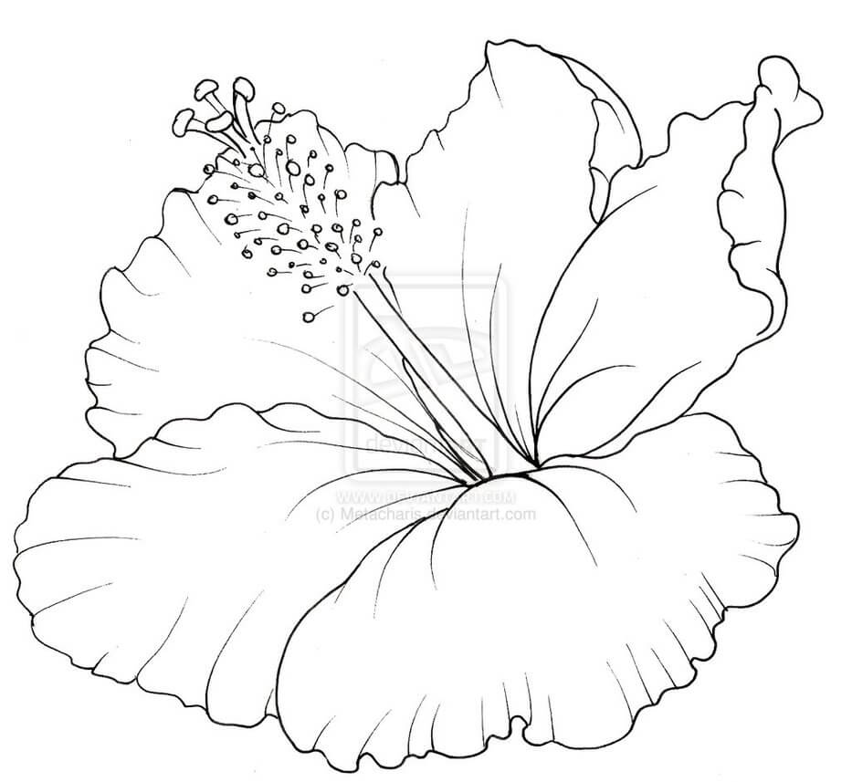 Fleur d'hibiscus 1