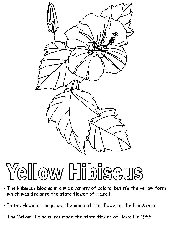 Fleur d'hibiscus 10